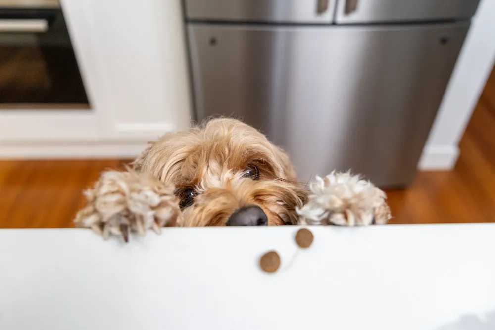 Why You Should Feed Your Puppy Specific Recipes